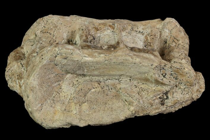 Xiphactinus (Cretaceous Fish) Vertebra - Kansas #102678